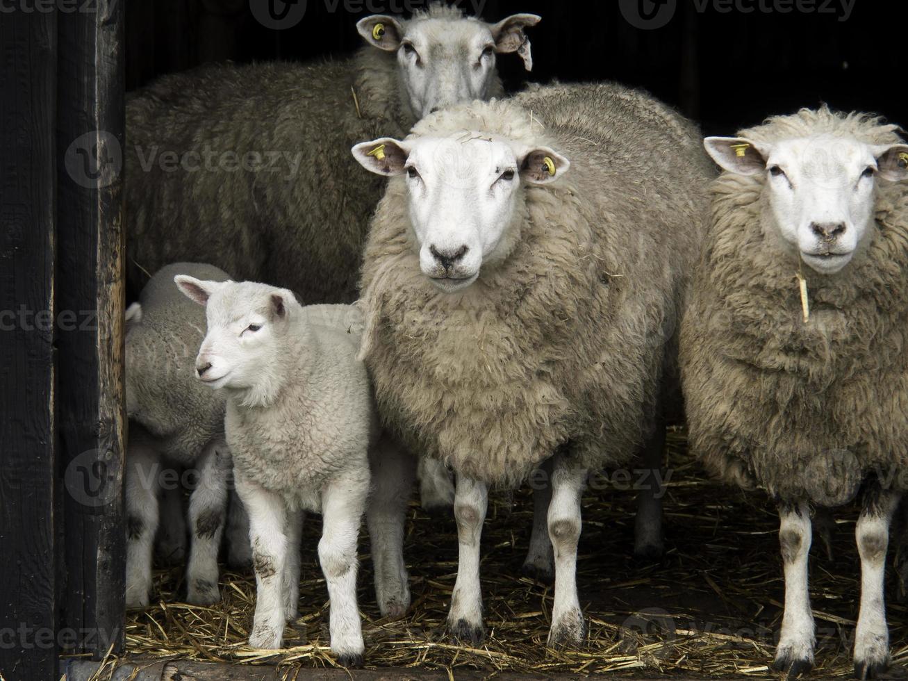 ovelhas na Westphalia foto