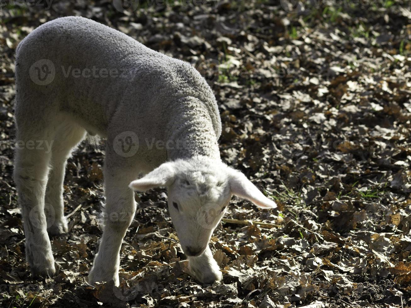 ovelhas na Westphalia foto