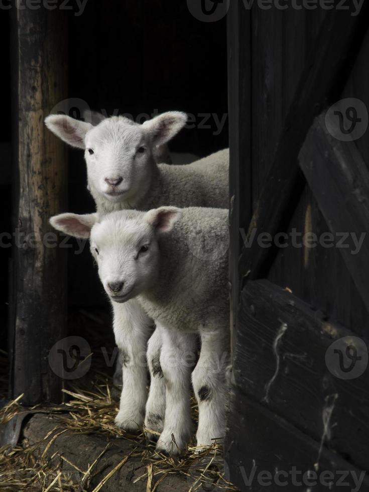 ovelhas na Westphalia foto