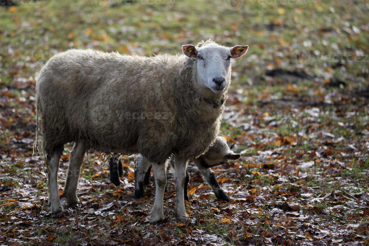 ovelhas em um campo na Alemanha foto