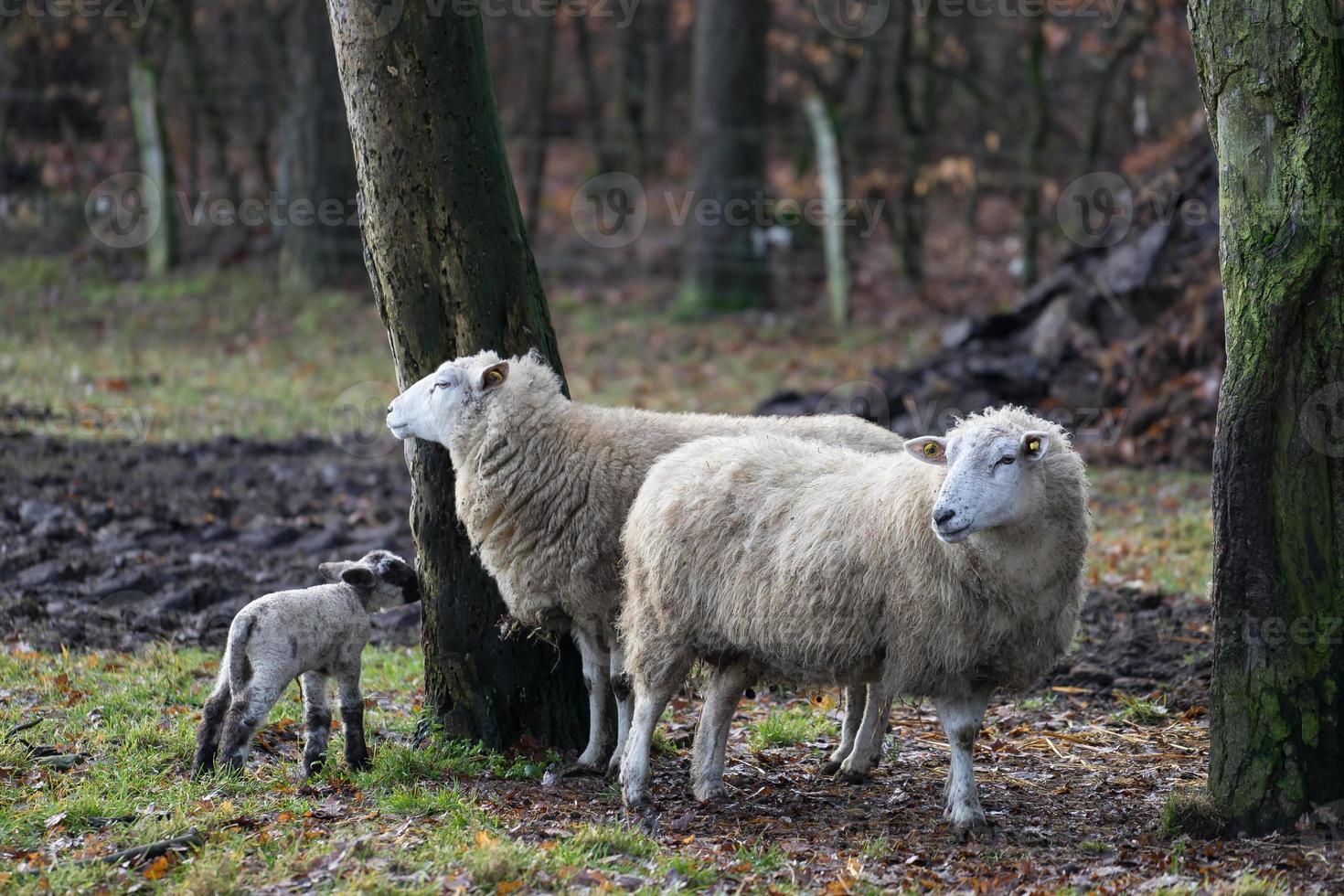 ovelhas em um campo na Alemanha foto