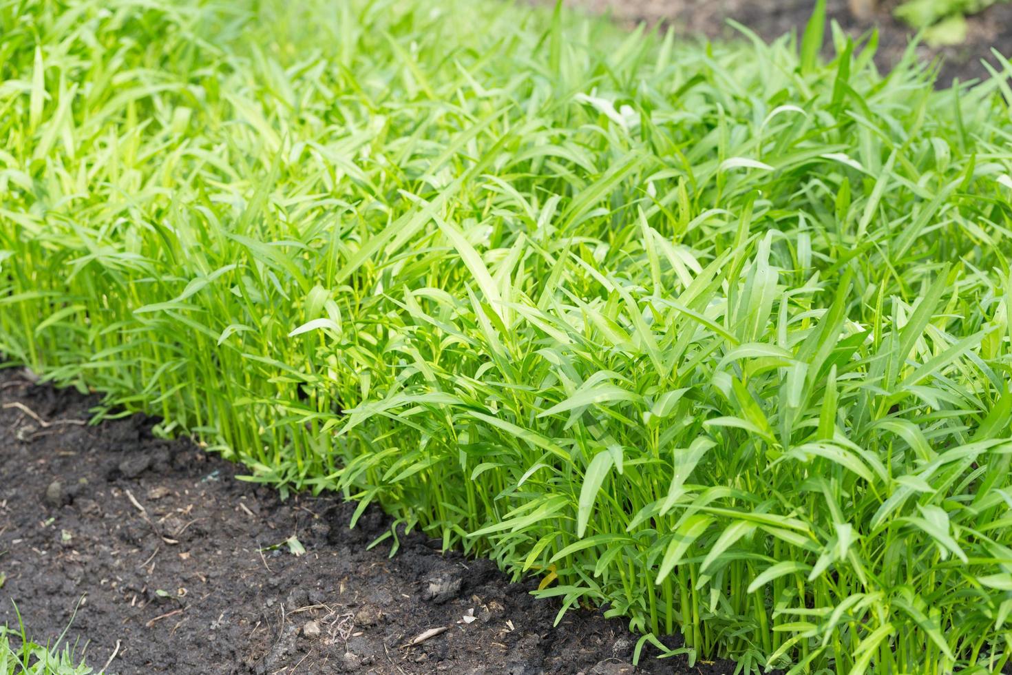 vegetais plantados pela casa para cozinhar foto