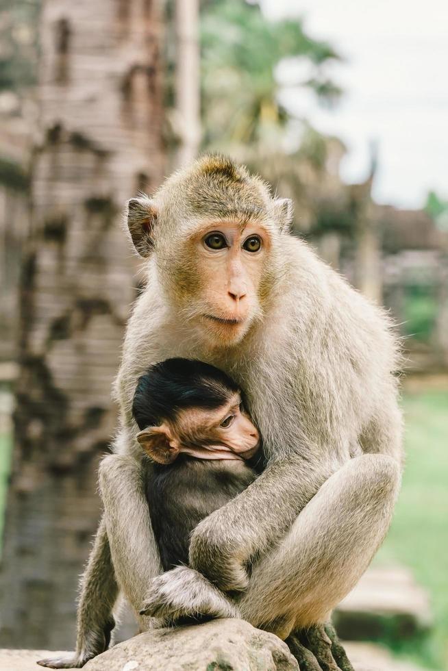 macacos em angkor wat no camboja foto