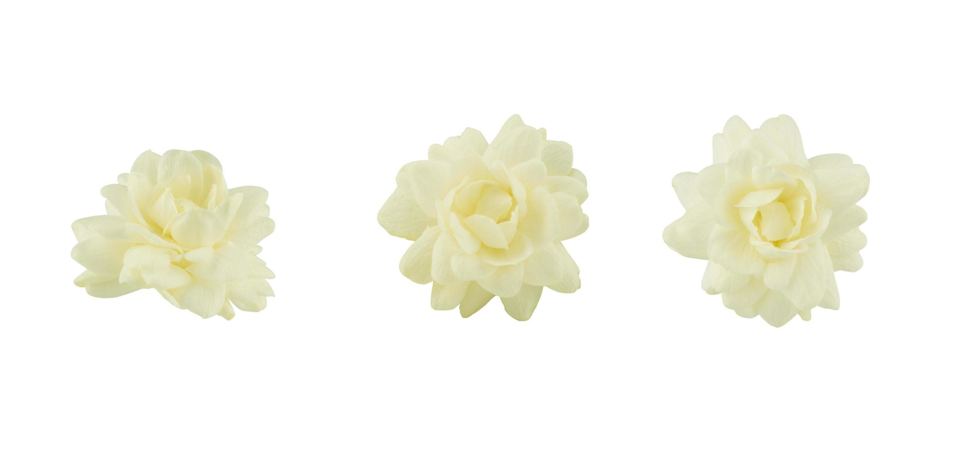 flor de jasmim isolada no fundo branco foto