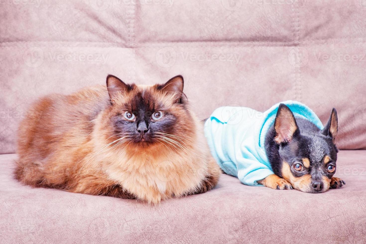 uma gato e uma cachorro em a sofá. neva mascarada e chihuahua. animais, animais de estimação. foto