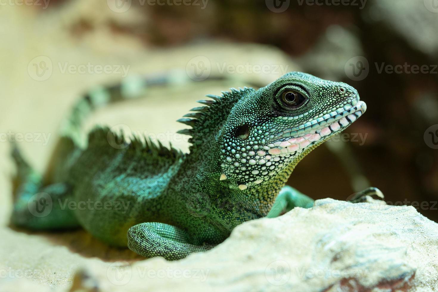 ásia água Dragão, physignathus cocincinus foto