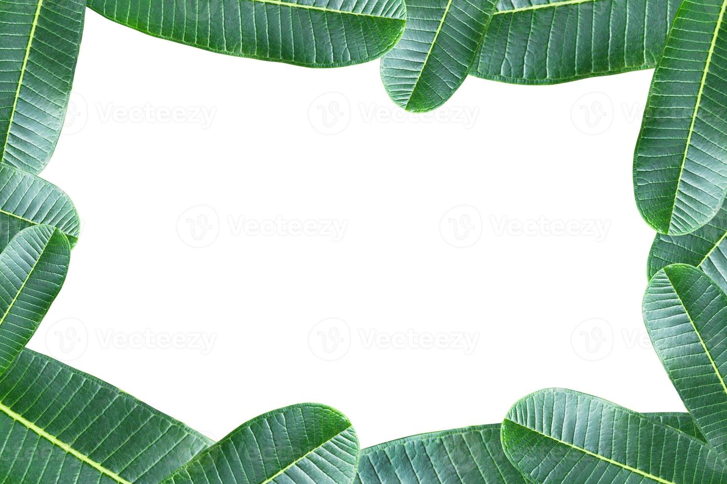 quadro, Armação verde plumeria folha isolado em branco plano de fundo, quadro verde folhas foto