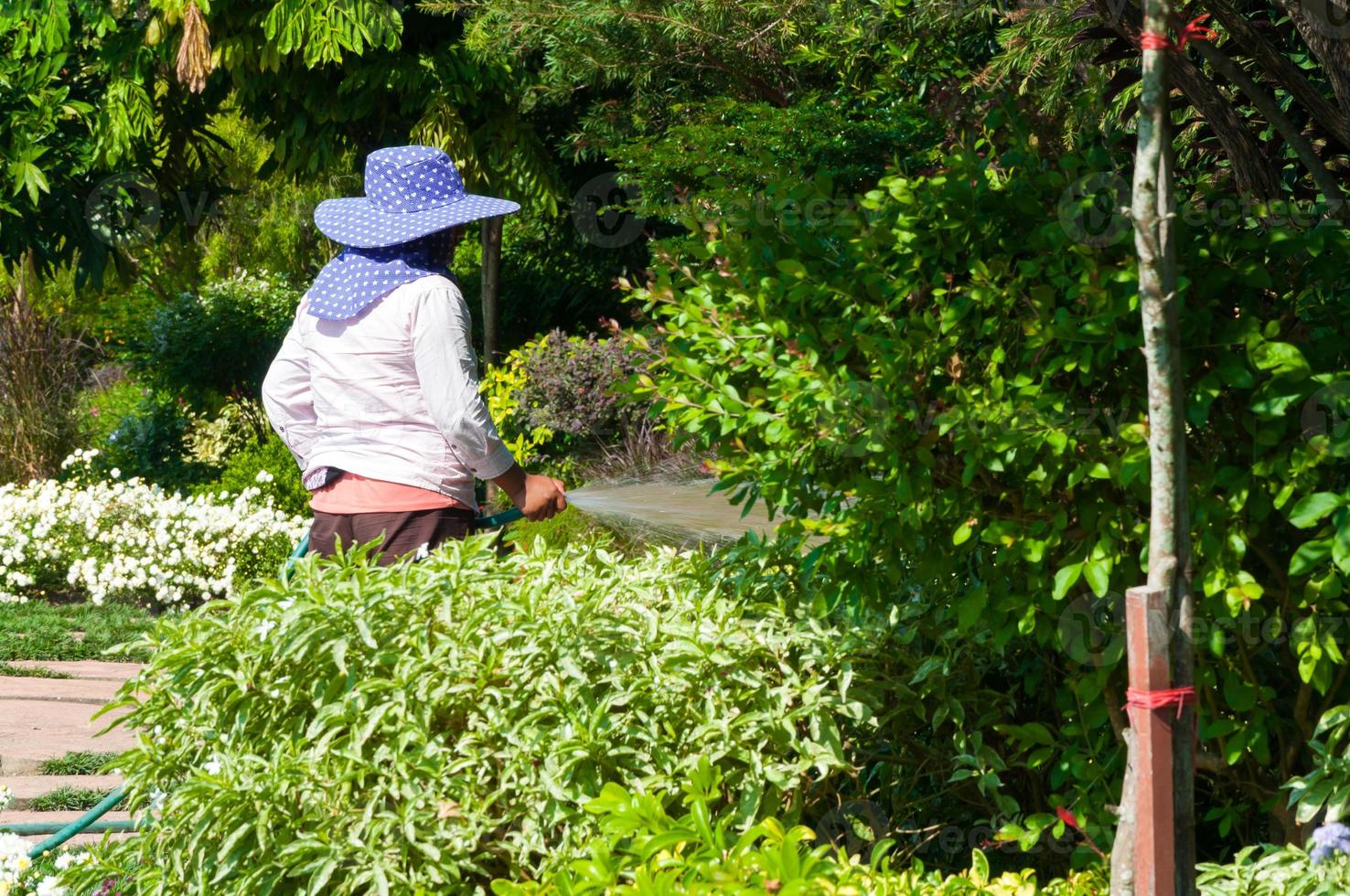 jardineiro mulher detém a aspersor mangueira para plantas rega a flores jardim ao ar livre foto
