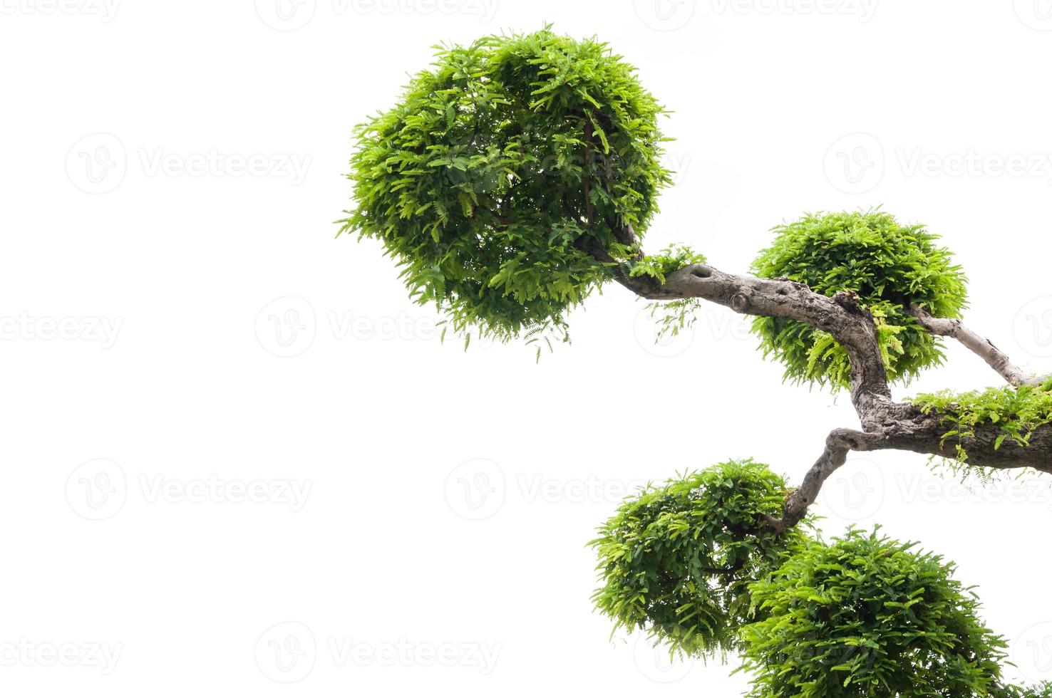 Tamarindo árvore em branco fundo, verde plano de fundo, bonsai árvore em uma branco fundo foto