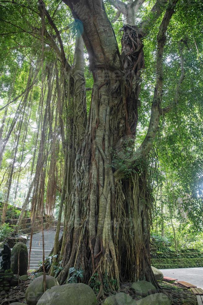 árvore dentro a sagrado macaco floresta dentro ubud. foto