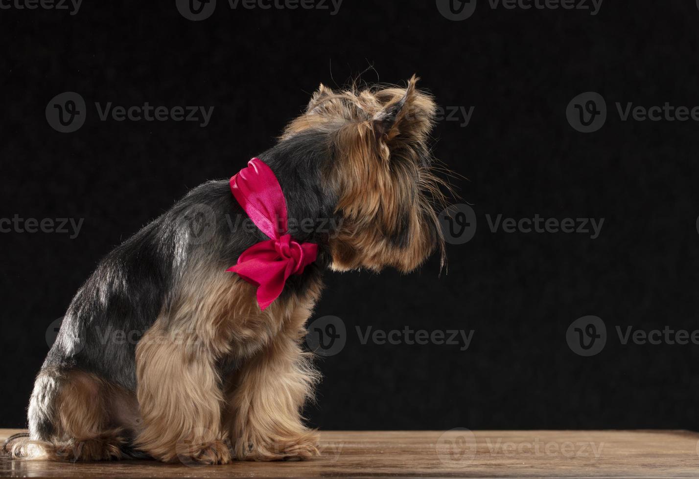 yorkshire terrier dentro a estúdio em uma Preto fundo virou longe e faz não Veja às a Câmera. foto