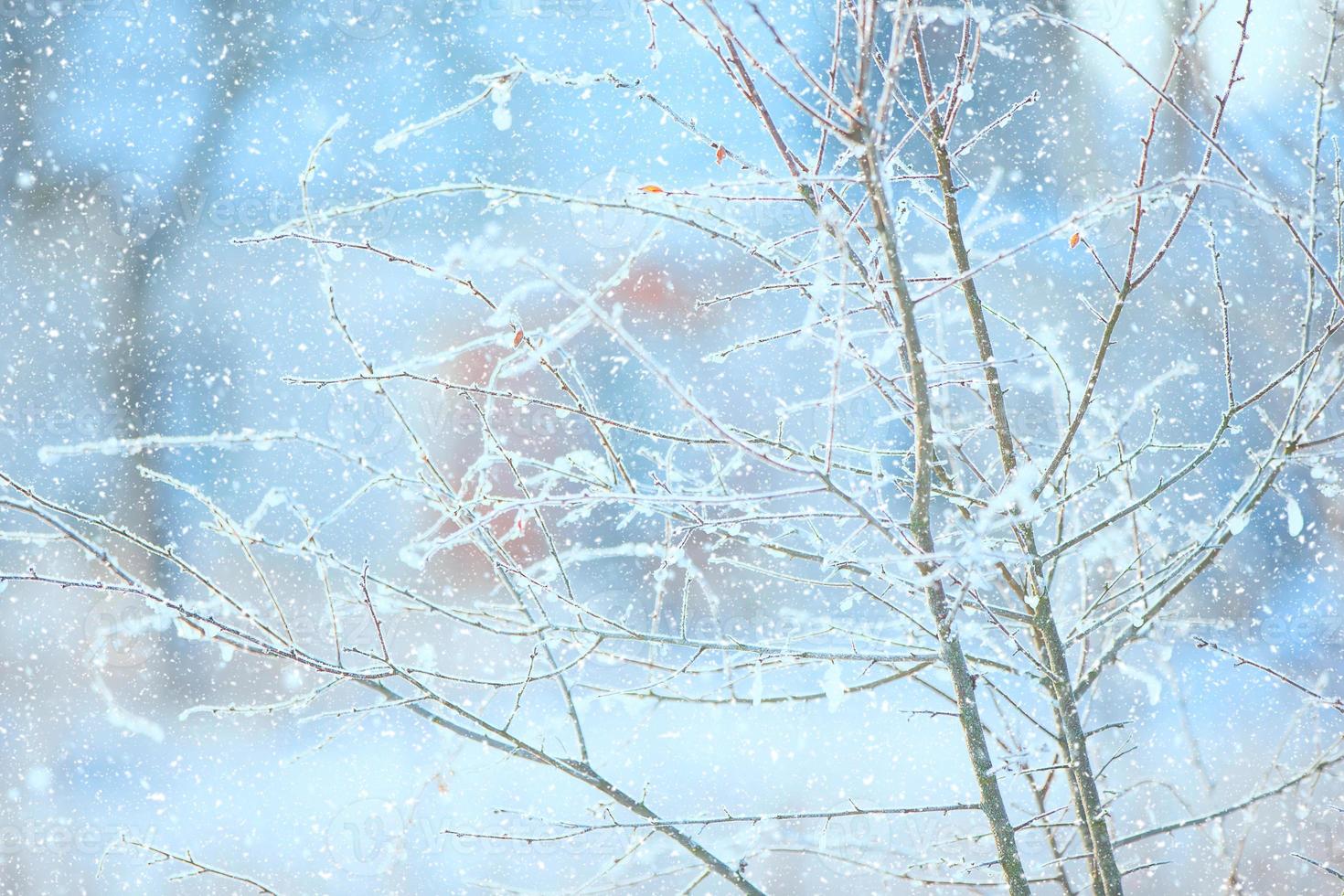 galhos de árvores cobertos de neve em um fundo de inverno. foto