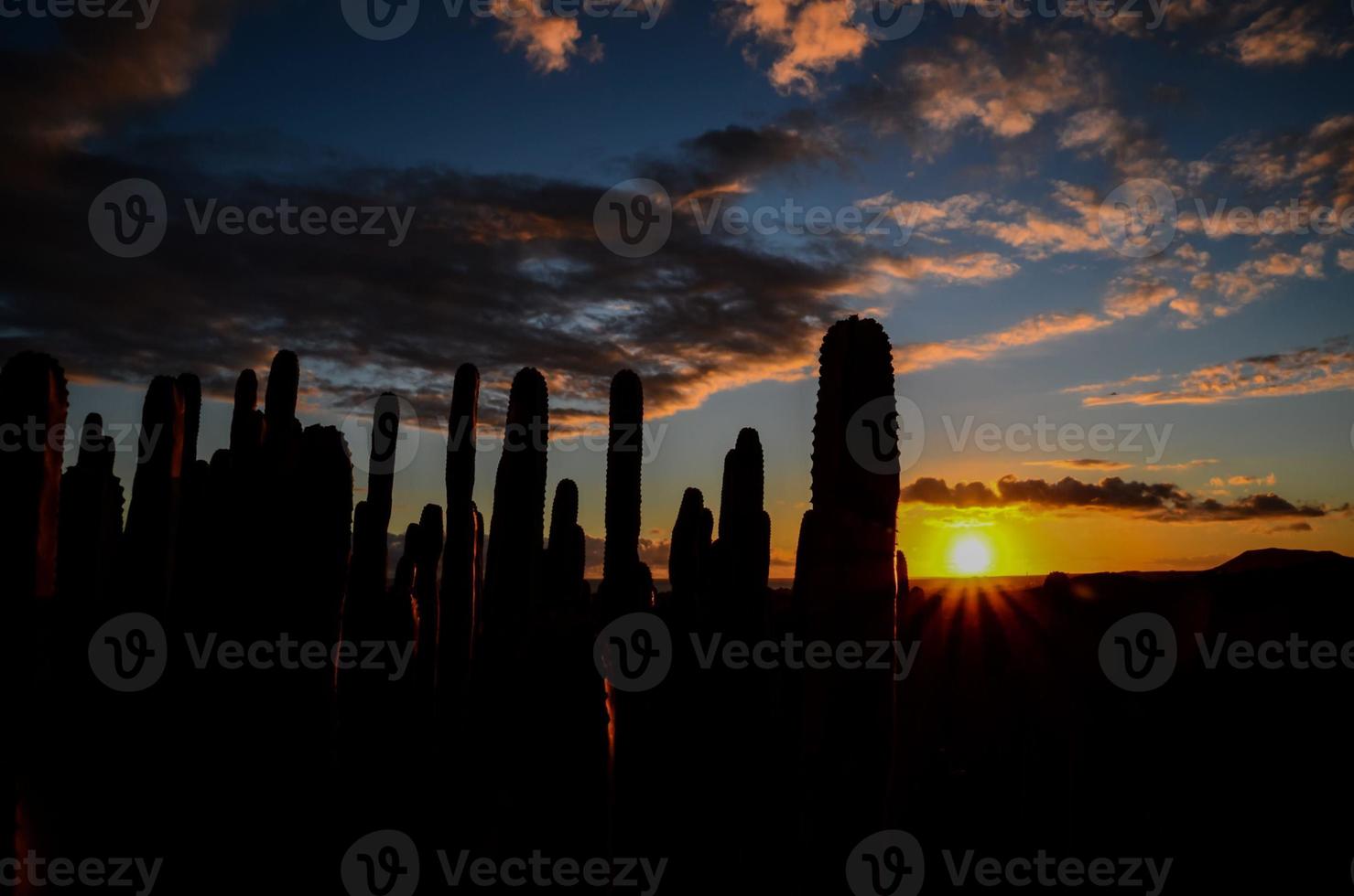 pôr do sol sobre cactos foto