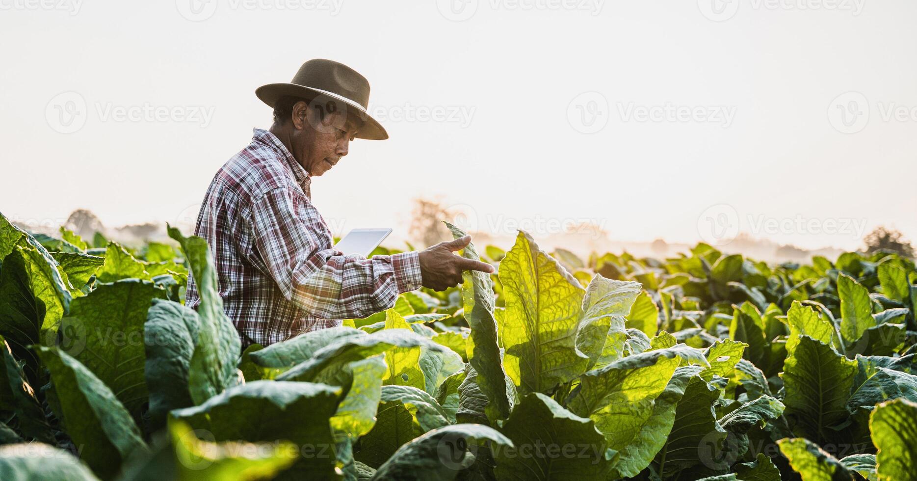 agricultor sênior asiático trabalhando na plantação de tabaco foto