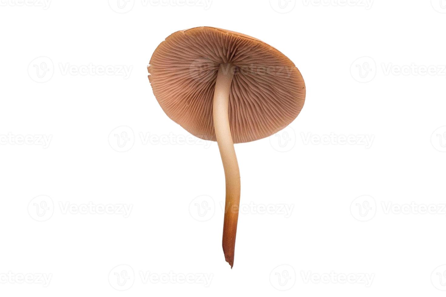 3601 cogumelo legumes isolado em uma transparente fundo foto