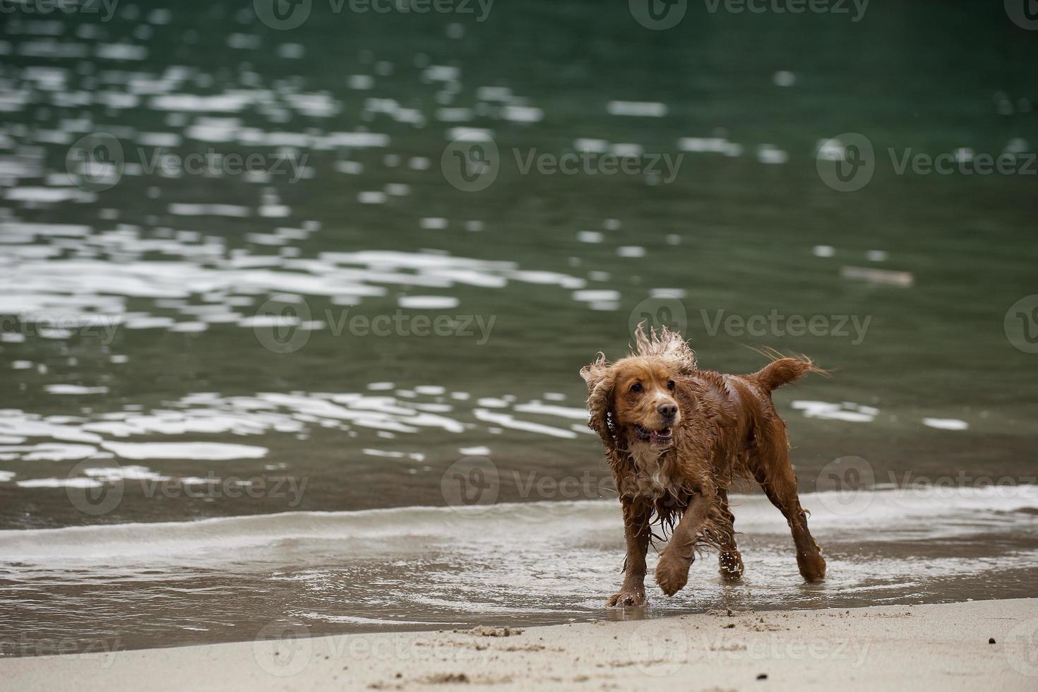 cachorro cocker spaniel inglês brincando na praia foto