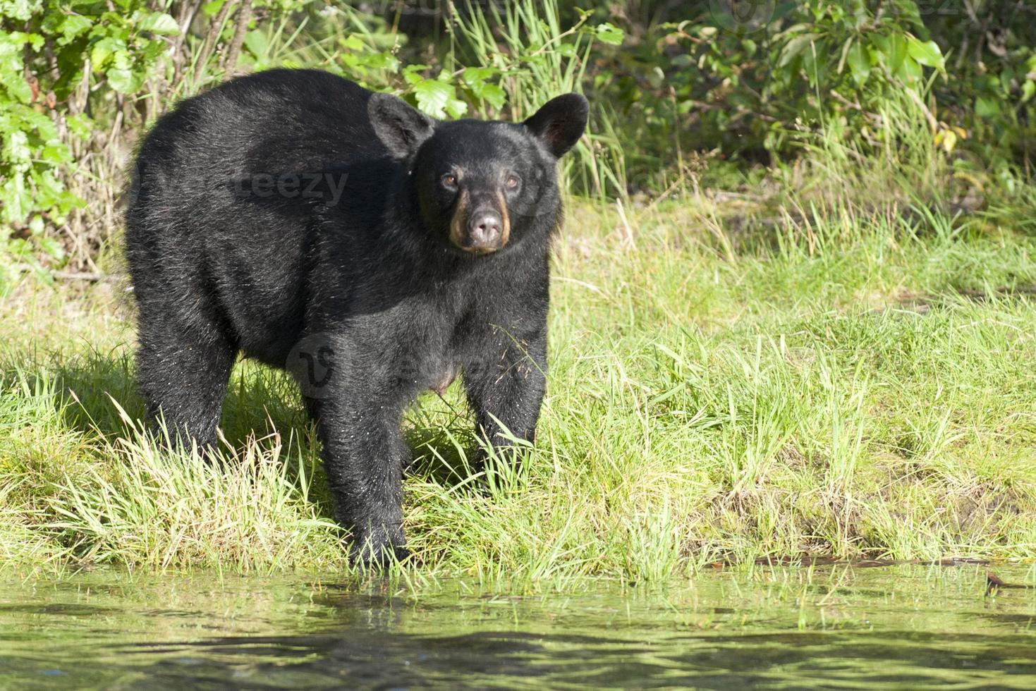 urso preto no alasca foto