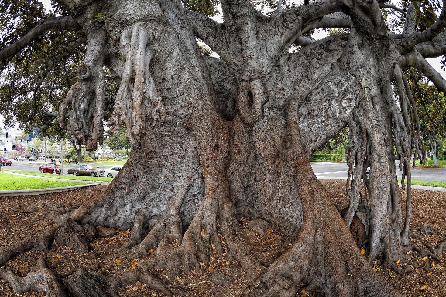 árvore gigante perto de beverly hills foto