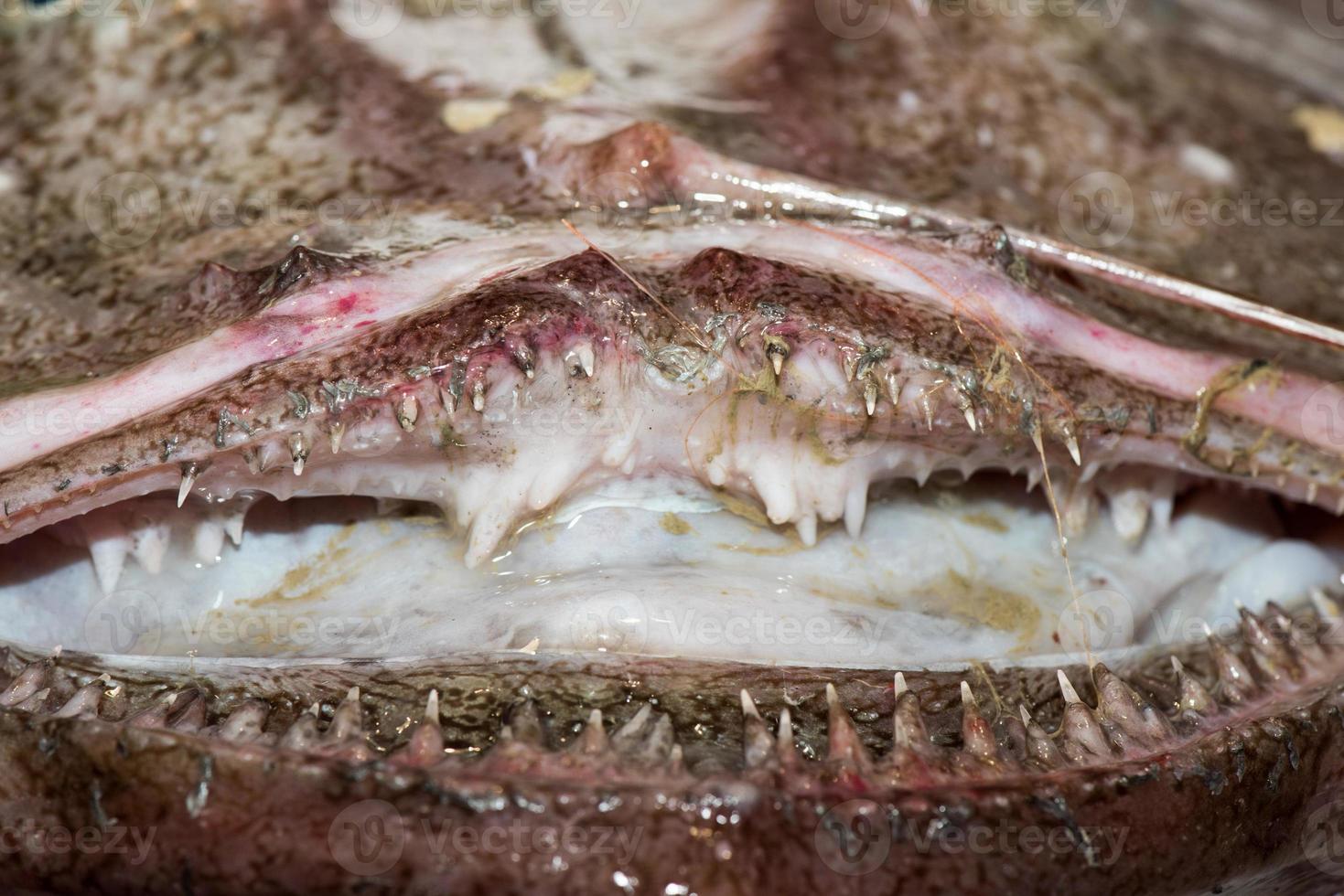 peixe sapo gigante fresco no mercado foto