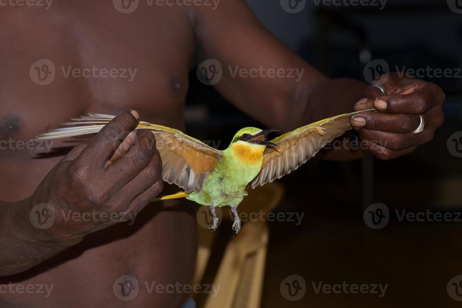 uma abelha comedor pássaro a partir de África segurado de uma Preto homem dentro a noite foto