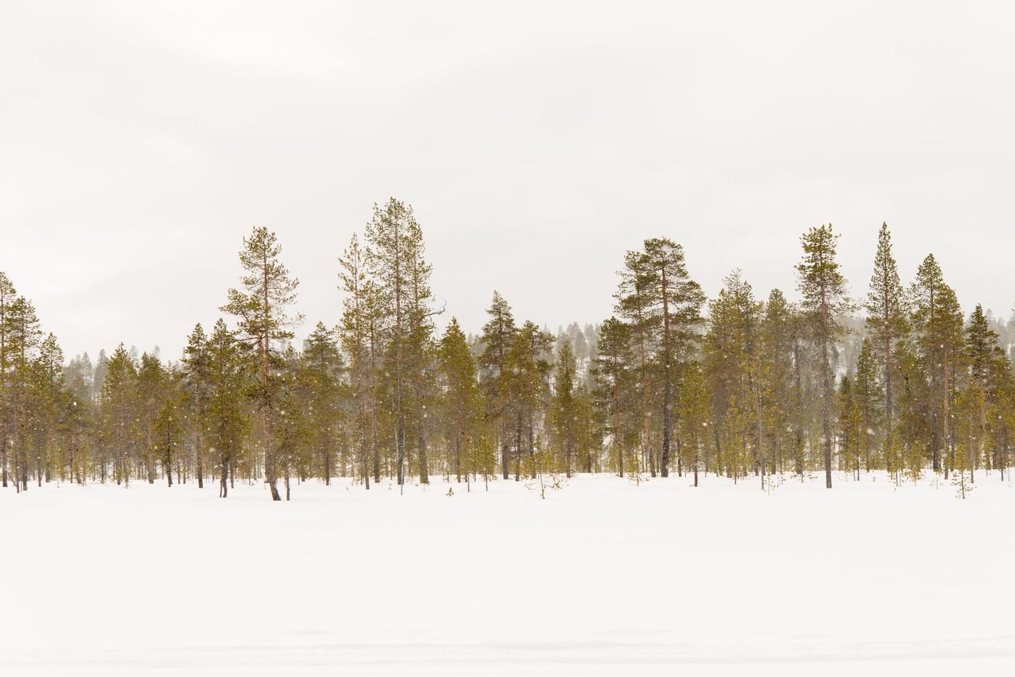 lindo panorama com uma floresta e neve queda baixa foto