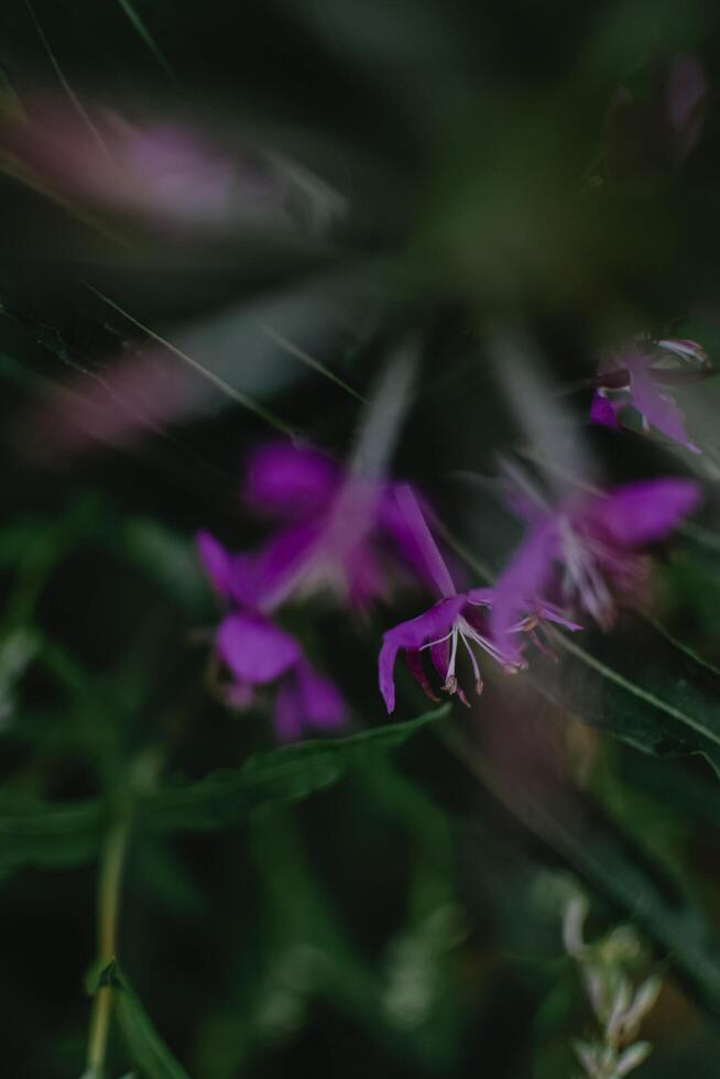 flor roxa em lente tilt shift foto