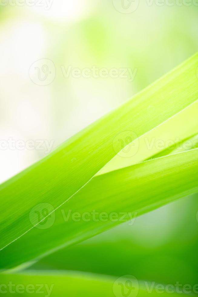 natureza abstrata verde fundo desfocado folha da natureza no fundo das hortaliças no jardim com espaço de cópia usando como conceito de página de papel de parede de fundo. foto