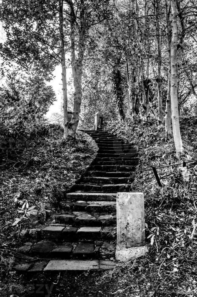 escadas dentro floresta com árvores foto