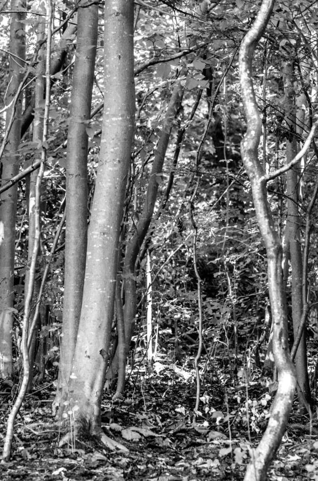 ocupado árvores dentro bosque foto