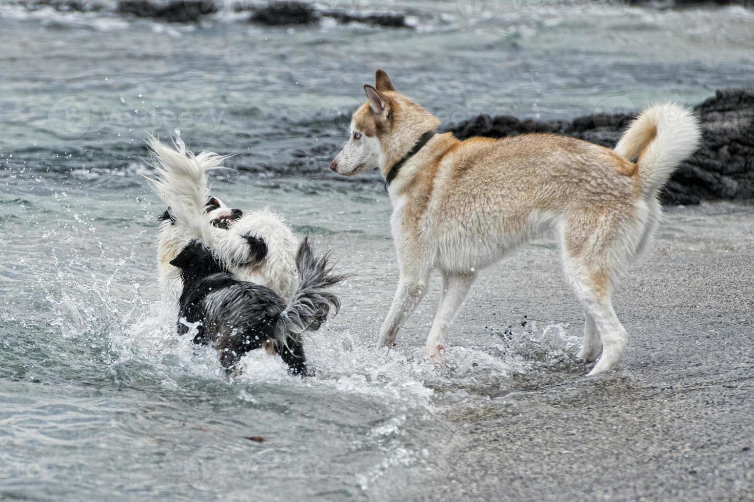cachorros brincando na praia foto