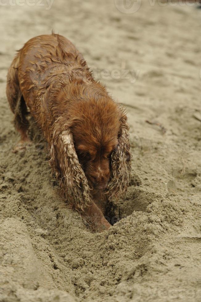 cachorro cocker spaniel inglês brincando na praia foto