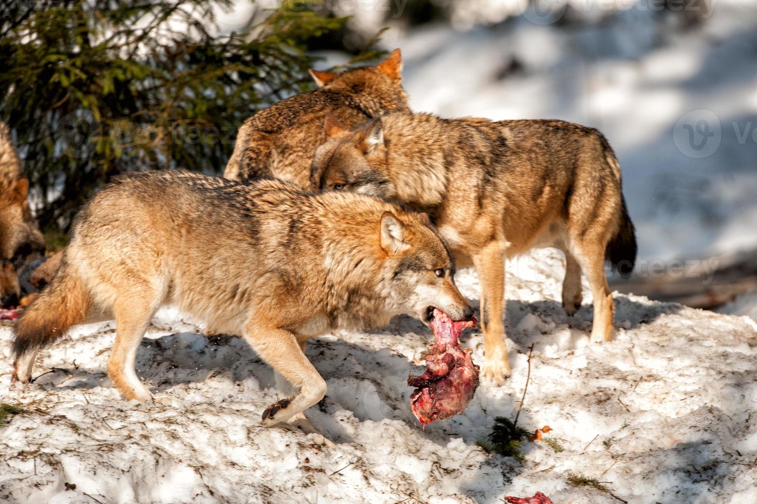 lobo comendo e caçando na neve foto