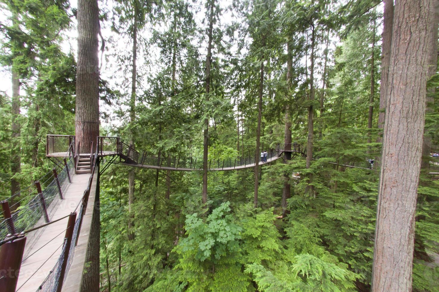 Capilano suspensão ponte parque dentro Vancouver foto