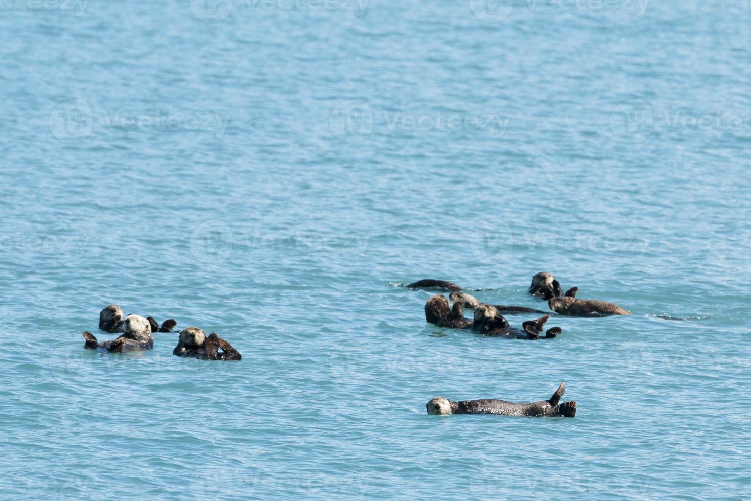 mar lontra dentro Principe William som, Alaska foto