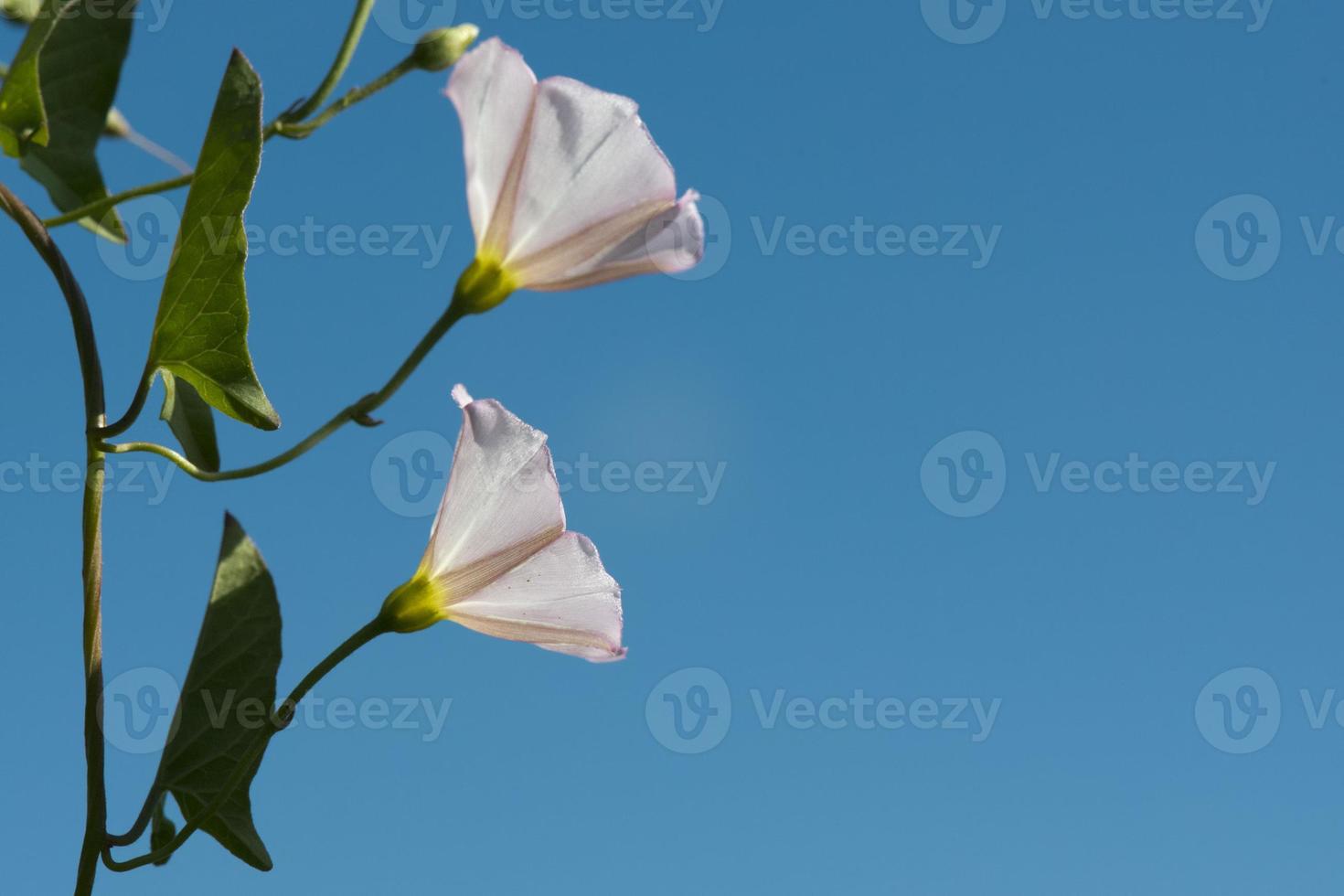 branco flor em céu foto