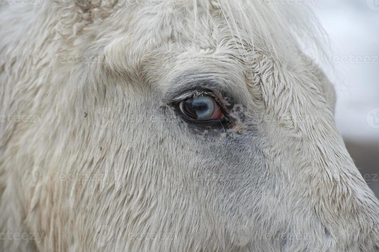 cavalo branco olho azul foto