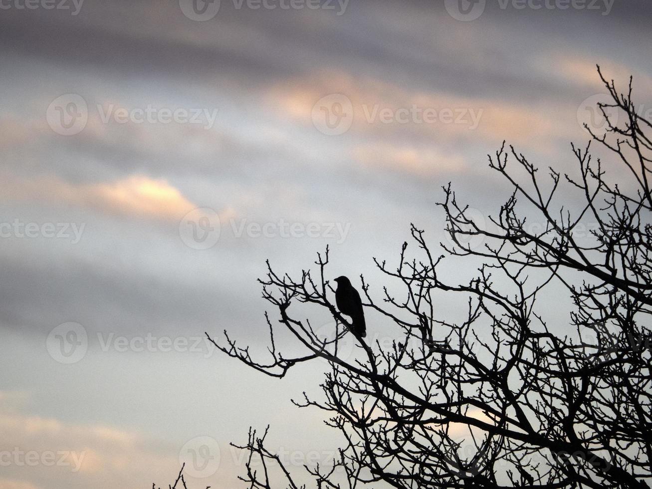 Corvo às pôr do sol silhueta em uma árvore dentro outono foto