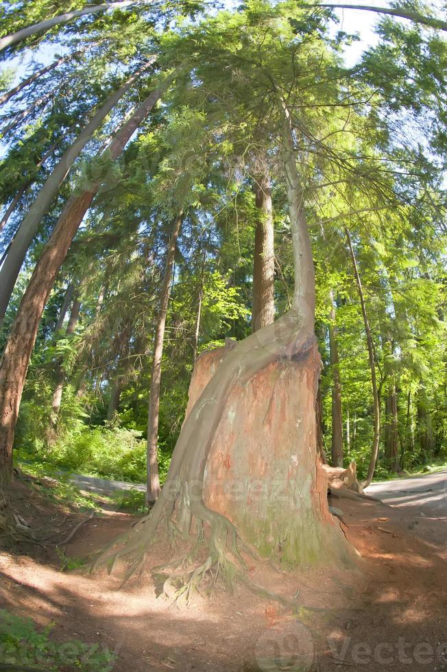 uma gigante árvore dentro Capilano suspensão ponte parque dentro Vancouver, britânico Colômbia foto