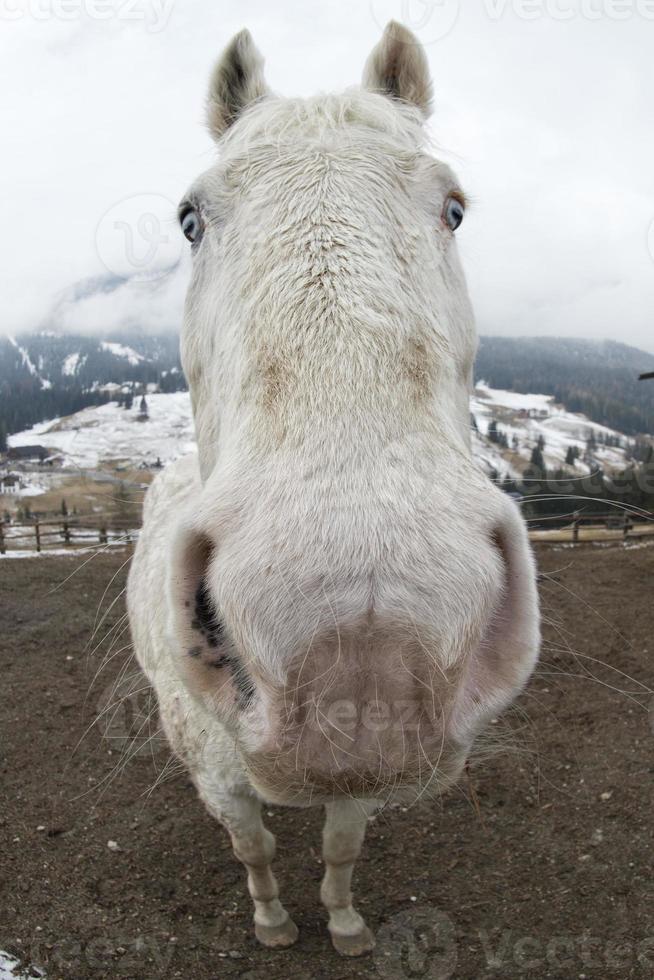 cavalo branco louco foto