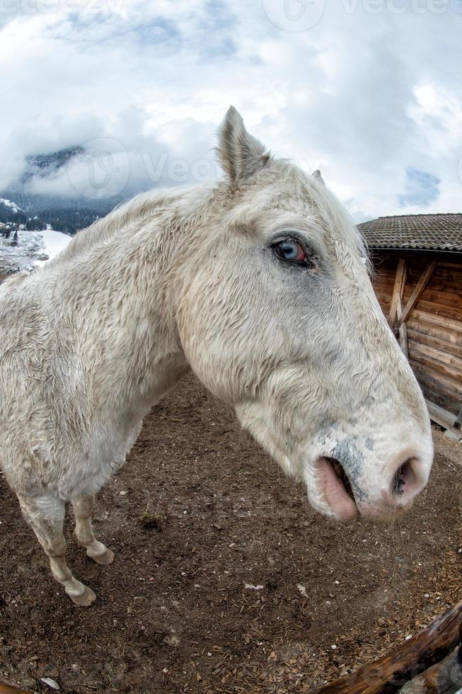 cavalo branco louco close-up foto