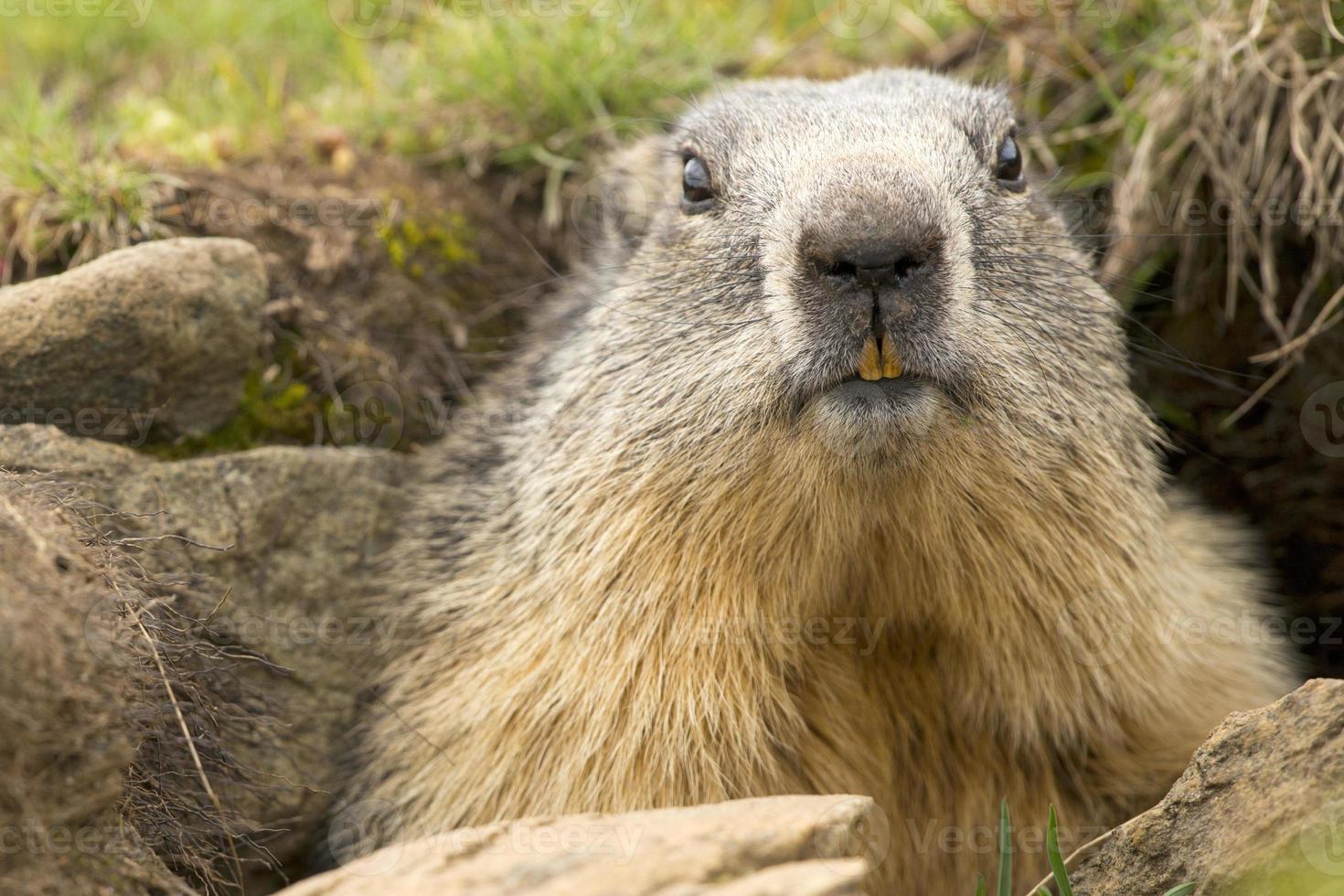 retrato de marmota enquanto olha para você foto