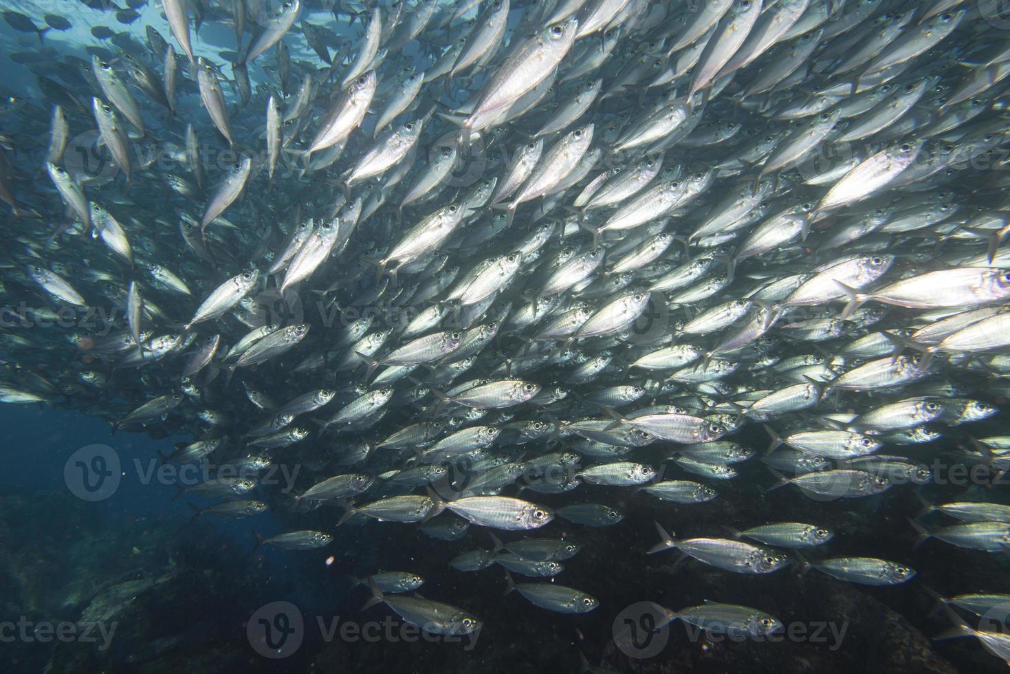 dentro de um cardume de peixes debaixo d'água foto