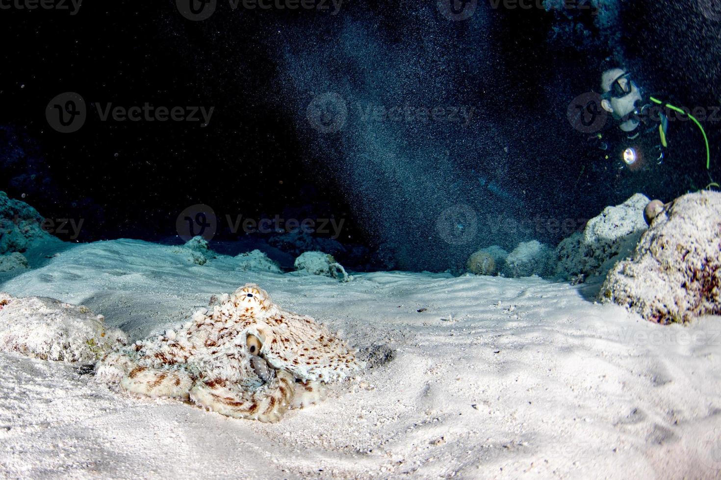 retrato subaquático de polvo caçando na areia foto