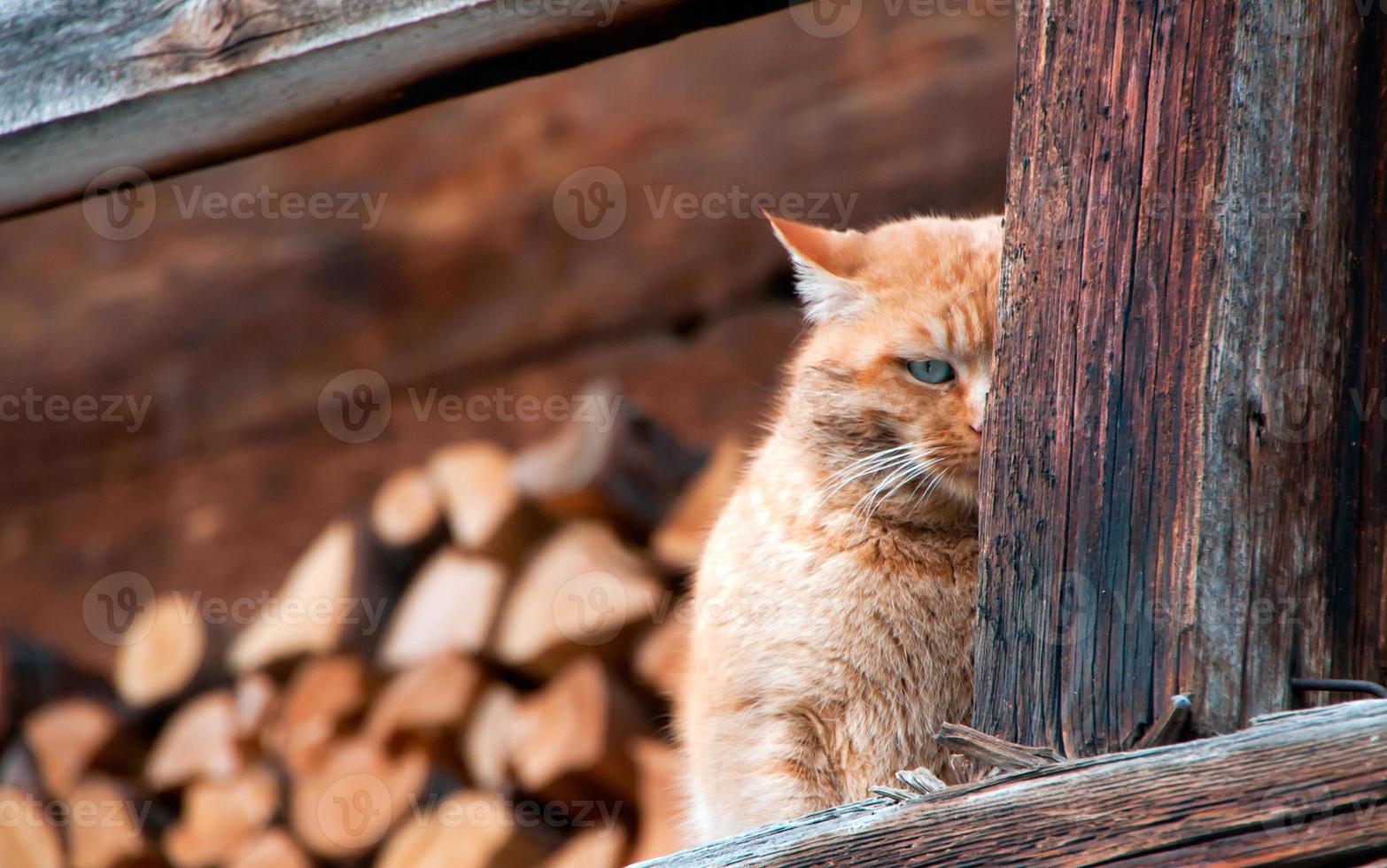 a isolado gato se escondendo sobre madeira foto