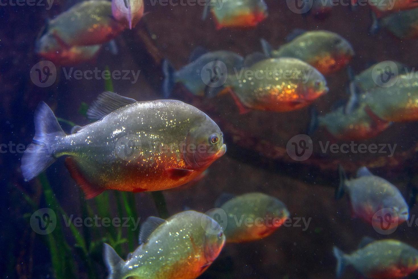 peixe piranha close-up debaixo d'água foto