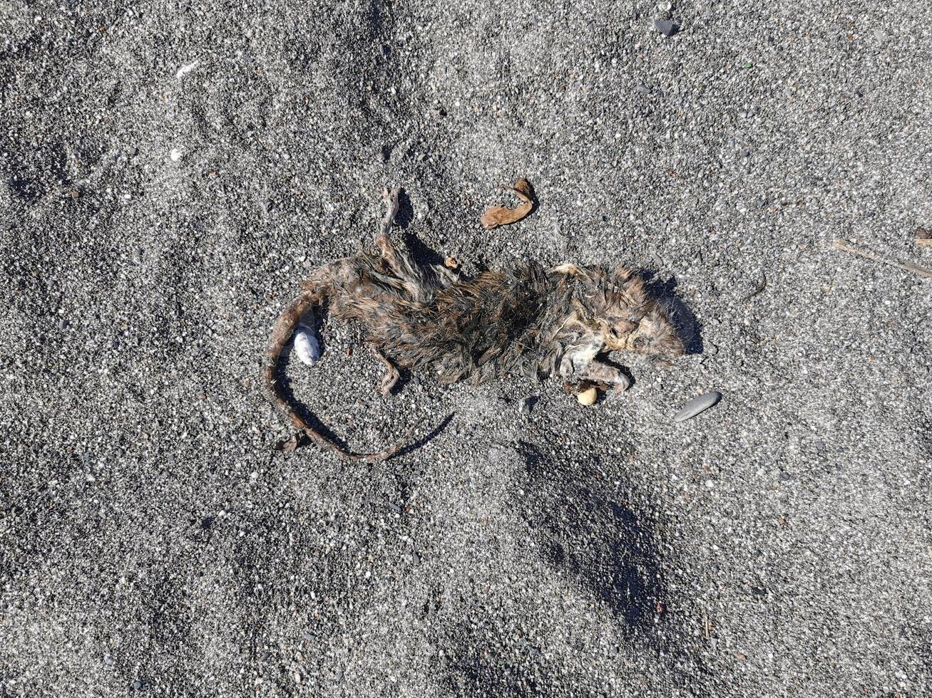 rato morto na praia de areia foto