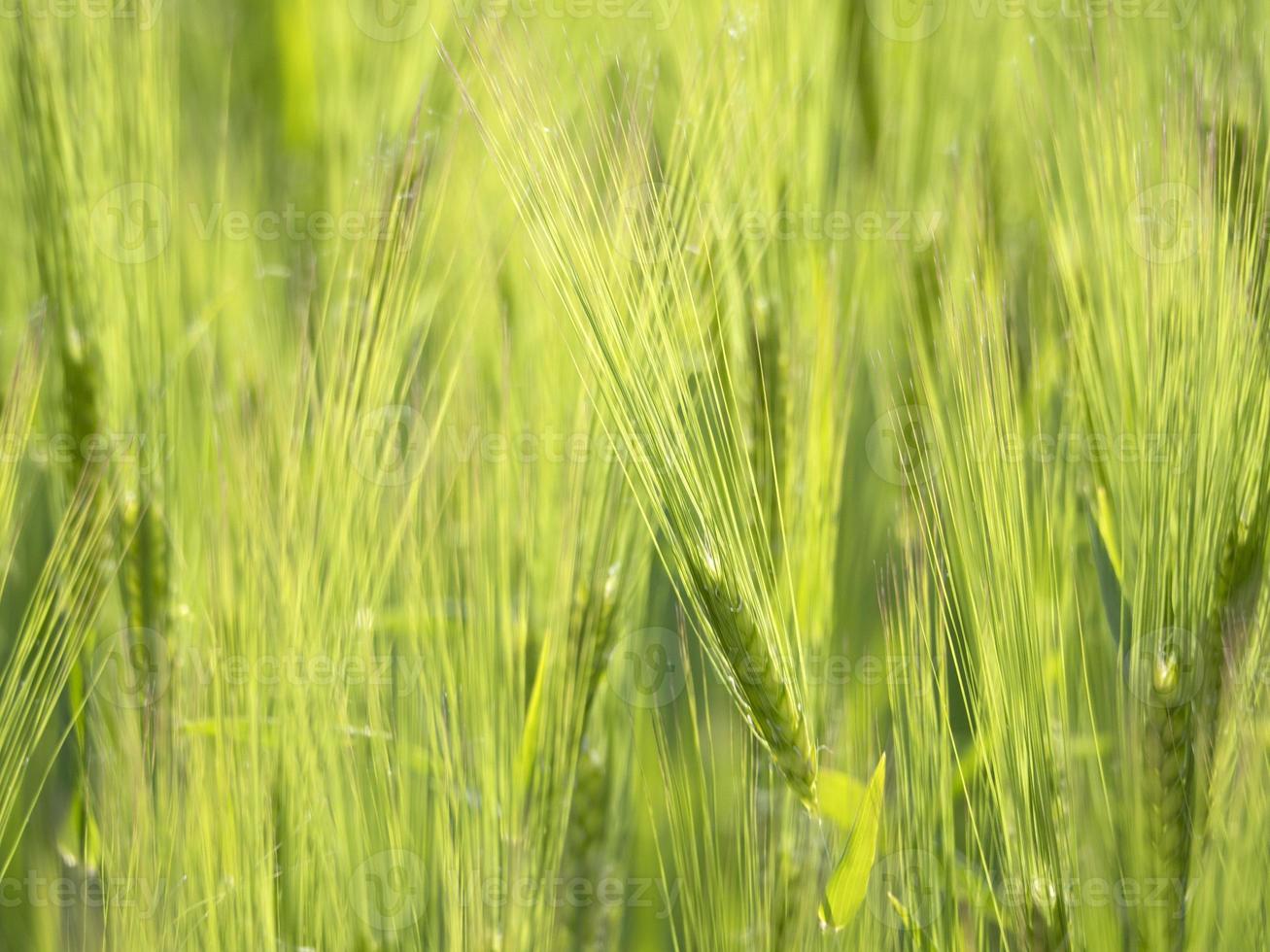 campo de trigo verde na primavera foto