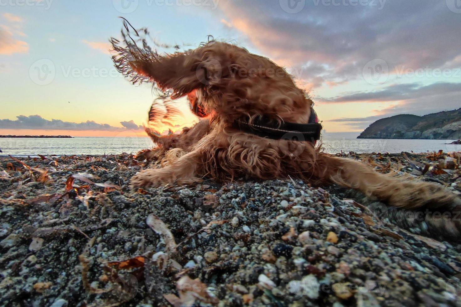 feliz cachorro Cocker spaniel jogando às a de praia às pôr do sol foto