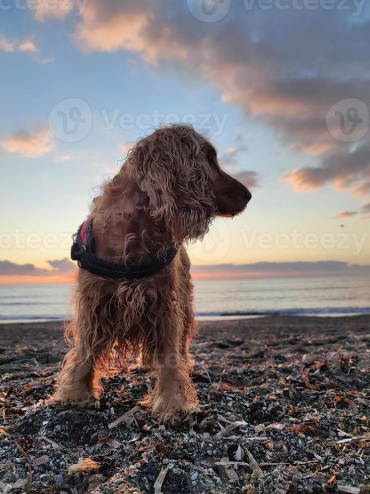 feliz cachorro Cocker spaniel jogando às a de praia às pôr do sol foto