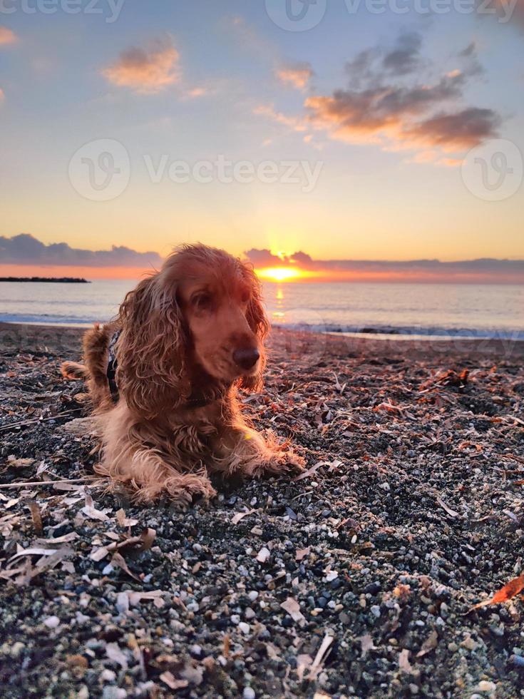 feliz cachorro Cocker spaniel jogando às a de praia às pôr do sol foto